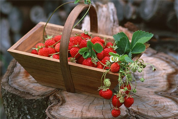 草莓含糖量高嗎 草莓不適合哪些人群吃 草莓含糖量高嗎 草莓不適合哪些人群吃