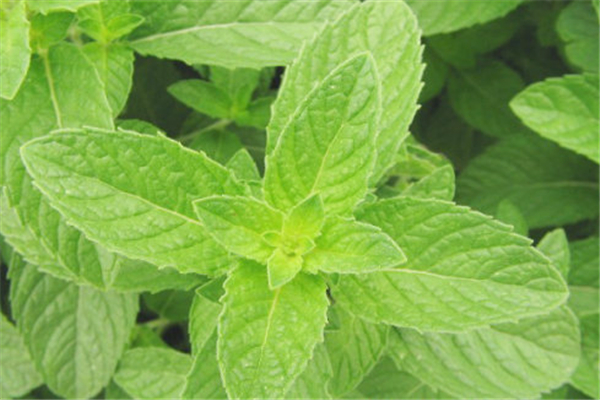 薄荷會上癮嗎 薄荷可以驅(qū)蚊驅(qū)蟲嗎