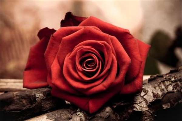 玫瑰精油會結(jié)晶嗎 玫瑰精油結(jié)晶是高品質(zhì)的表現(xiàn)嗎 玫瑰精油會結(jié)晶嗎 玫瑰精油結(jié)晶是高品質(zhì)的表現(xiàn)嗎