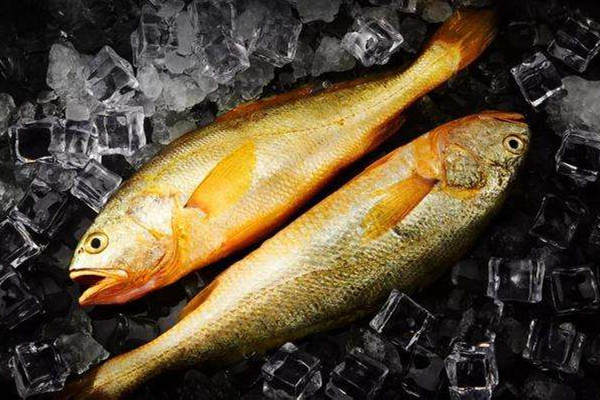 黃花魚和黃魚有什么區(qū)別 黃花魚和小黃魚是一種魚嗎 黃花魚和黃魚有什么區(qū)別 黃花魚和小黃魚是一種魚嗎