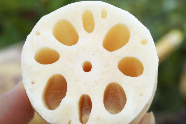 蓮藕對血糖的影響 血糖高可以吃蓮藕嗎 蓮藕對血糖的影響 血糖高可以吃蓮藕嗎