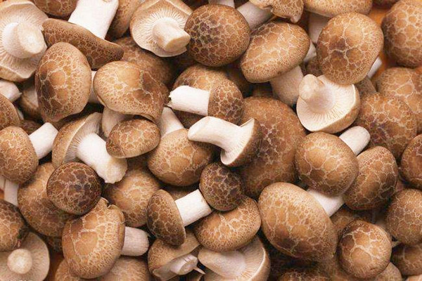 香菇能不能生吃 香菇?jīng)]熟吃了會怎么樣