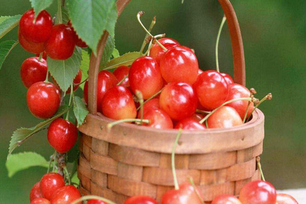 櫻桃是什么味道 櫻桃吃了會上火嗎 櫻桃是什么味道 櫻桃吃了會上火嗎