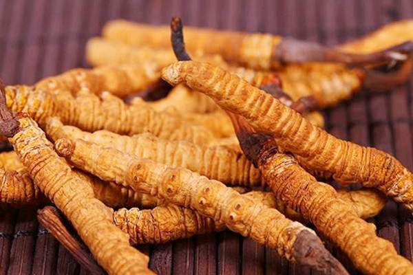 冬蟲夏草能和西洋參一起吃嗎 冬蟲夏草可以和黃芪一起吃嗎 冬蟲夏草能和西洋參一起吃嗎 冬蟲夏草可以和黃芪一起吃嗎