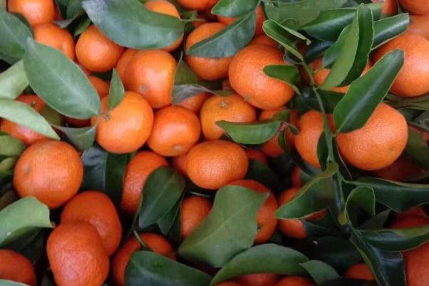 沙糖桔的營養(yǎng)功效與作用 沙糖桔上火還是降火 沙糖桔的營養(yǎng)功效與作用 沙糖桔上火還是降火