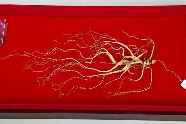 野山參多少錢一支 野山參有收藏價值嗎 野山參多少錢一支 野山參有收藏價值嗎