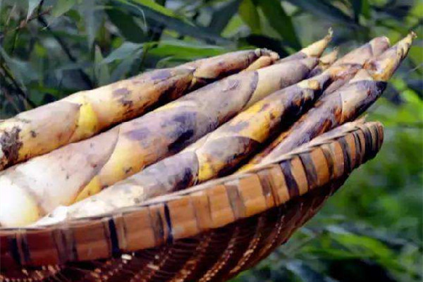 春筍吃多了胃難受怎么辦 春筍一次吃多少合適 春筍吃多了胃難受怎么辦 春筍一次吃多少合適