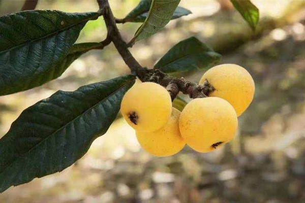 枇杷什么品種最好吃 枇杷什么時(shí)候吃是應(yīng)季 枇杷什么品種最好吃 枇杷什么時(shí)候吃是應(yīng)季