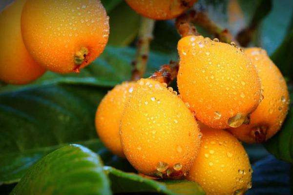 枇杷什么品種最好吃 枇杷什么時(shí)候吃是應(yīng)季 枇杷什么品種最好吃 枇杷什么時(shí)候吃是應(yīng)季