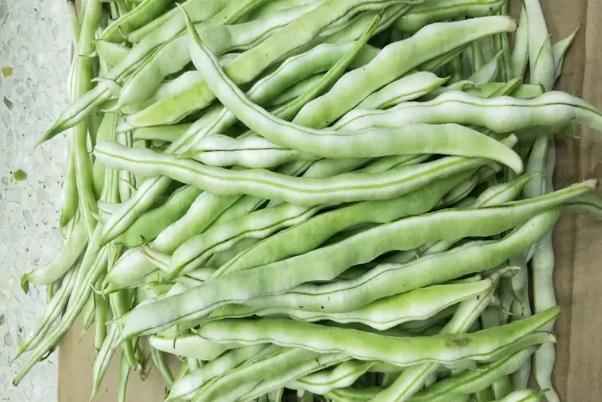 四季豆沒炒熟會中毒嗎 四季豆的功效與作用