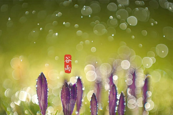谷雨節(jié)氣會下雨嗎 谷雨節(jié)氣下雨好還是不下雨好 谷雨節(jié)氣會下雨嗎 谷雨節(jié)氣下雨好還是不下雨好