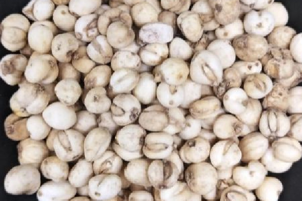 川貝可以放冰箱保存嗎 川貝怎么保存 川貝可以放冰箱保存嗎 川貝怎么保存