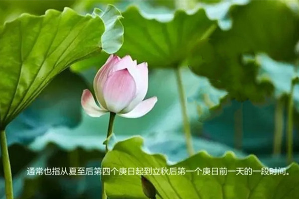 中伏做艾灸好嗎 中伏做艾灸有什么好處 中伏做艾灸好嗎 中伏做艾灸有什么好處