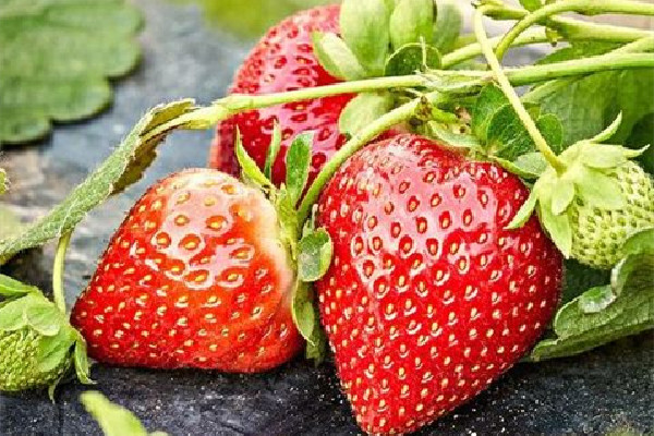 草莓可以放多少天 草莓放幾天會(huì)變紅嗎 草莓可以放多少天 草莓放幾天會(huì)變紅嗎