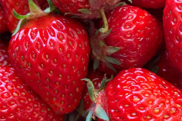 草莓可以放多少天 草莓放幾天會(huì)變紅嗎 草莓可以放多少天 草莓放幾天會(huì)變紅嗎