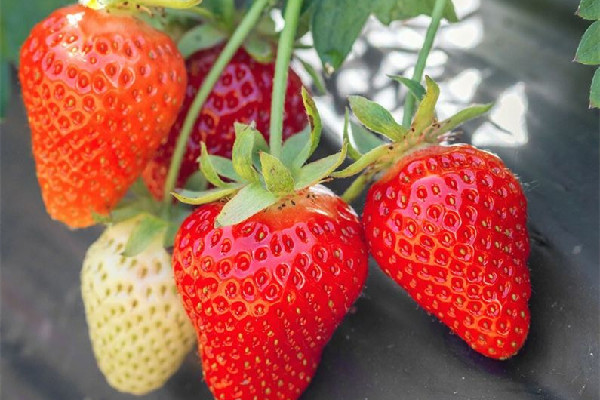 草莓可以放多少天 草莓放幾天會(huì)變紅嗎 草莓可以放多少天 草莓放幾天會(huì)變紅嗎