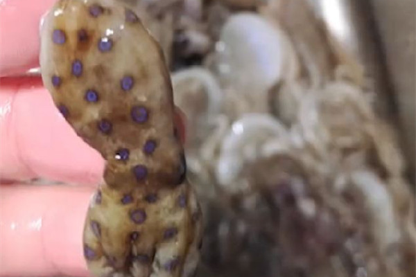 深圳一網(wǎng)友稱在山姆買到藍(lán)環(huán)章魚 藍(lán)環(huán)章魚有幾個(gè)品種