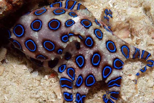 深圳一網(wǎng)友稱在山姆買到藍(lán)環(huán)章魚 藍(lán)環(huán)章魚有幾個(gè)品種