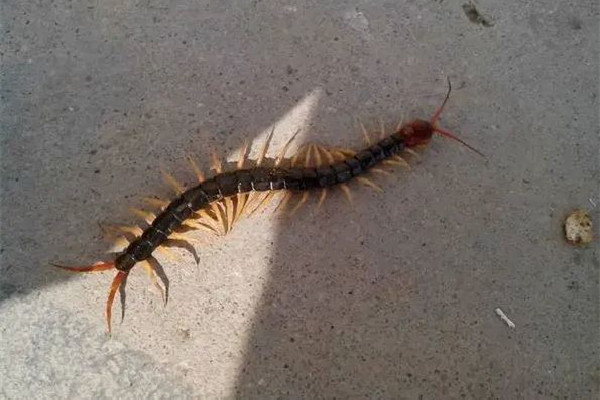 女子睡覺時被10厘米蜈蚣咬太陽穴 被蜈蚣咬了會有生命危險嗎 女子睡覺時被10厘米蜈蚣咬太陽穴 被蜈蚣咬了會有生命危險嗎