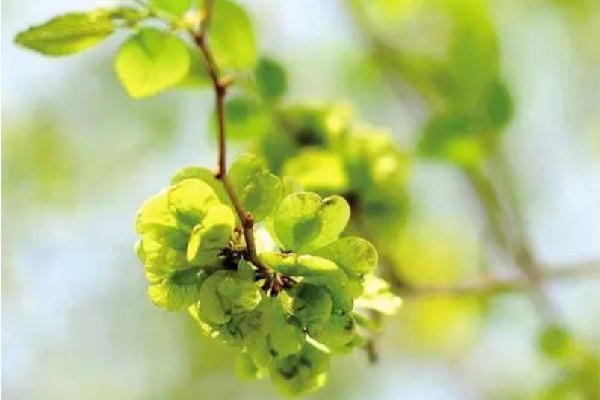榆錢(qián)怎么處理干凈 榆錢(qián)要焯水嗎