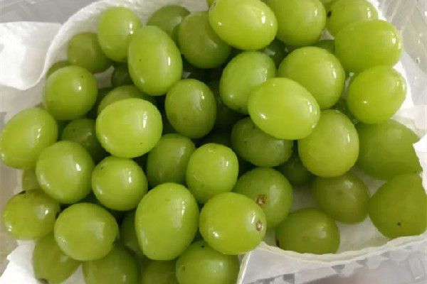 陽(yáng)光玫瑰葡萄多少錢(qián)一斤 陽(yáng)光玫瑰葡萄是哪里的特產(chǎn)